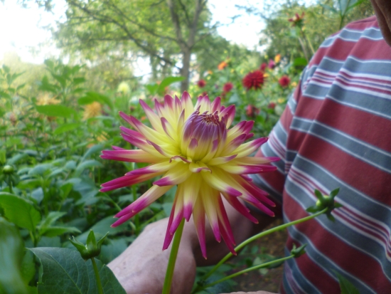 http://www.epilepsysupport.org.uk/garden/mystayseedling1.jpg